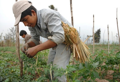 Agricultural worker in Argentina