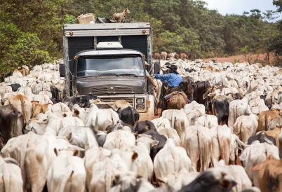 A truck drives through a herd of cattle in a rural area.