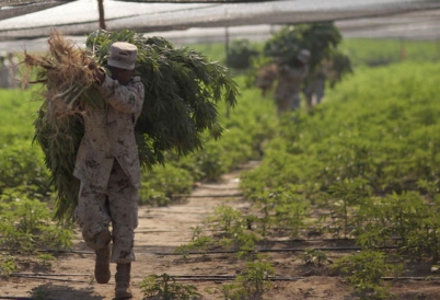 Soldier seizes marijuana in Mexico