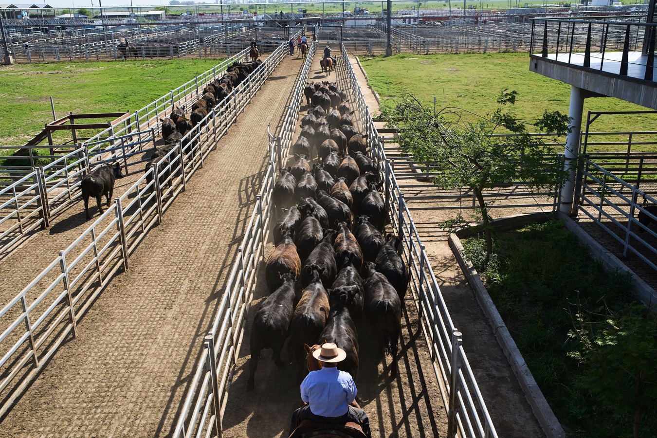Cattle ranchers in Argentina. (AP)