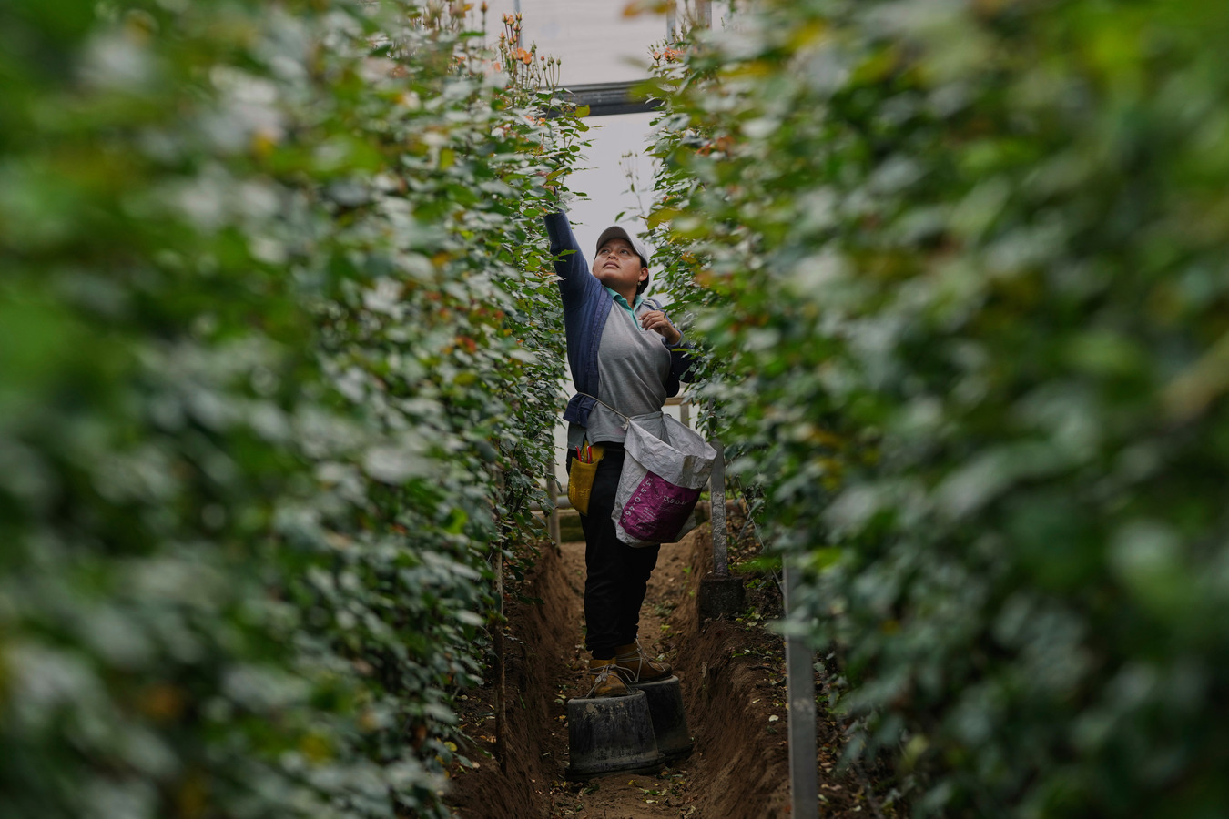 A worker on a flower farm in Ecuador. (AP)