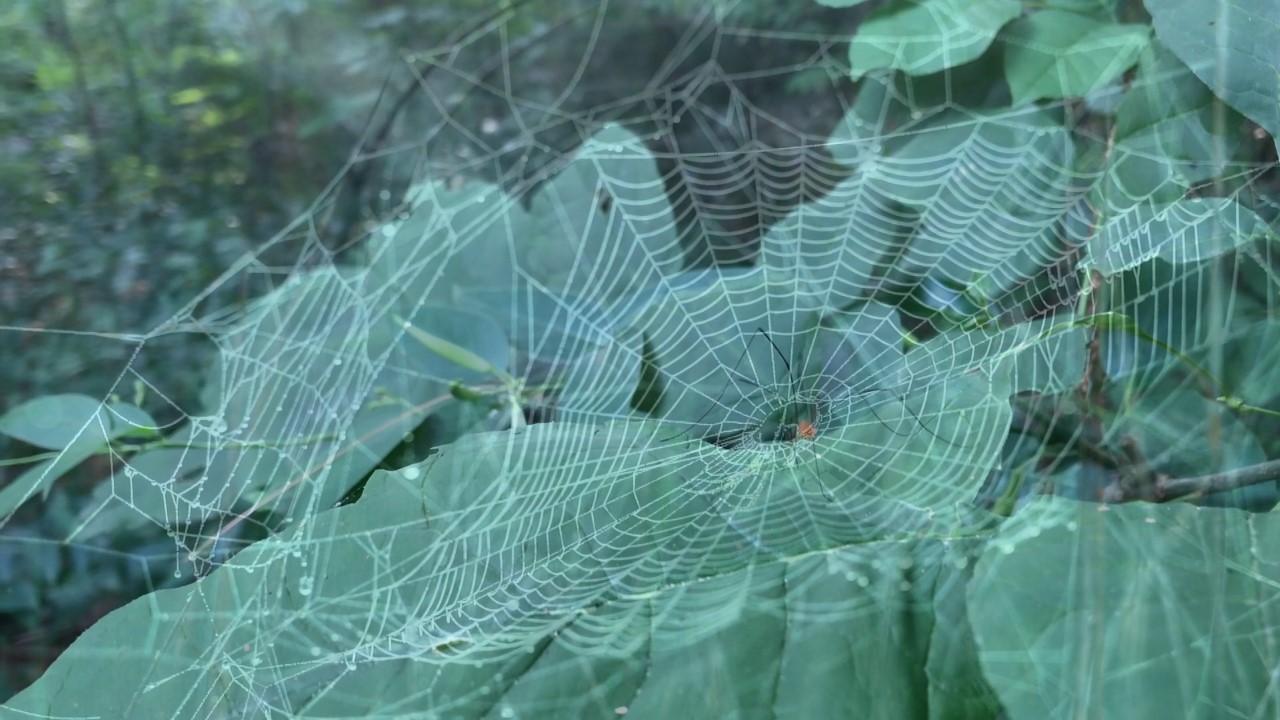 Still image from Green Alter Egos. (Pablo Chin)