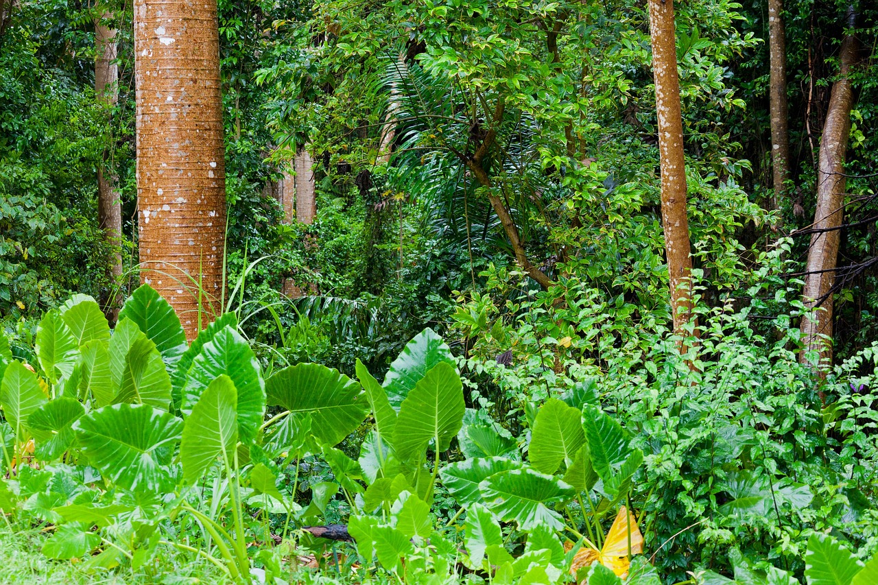 Jungle