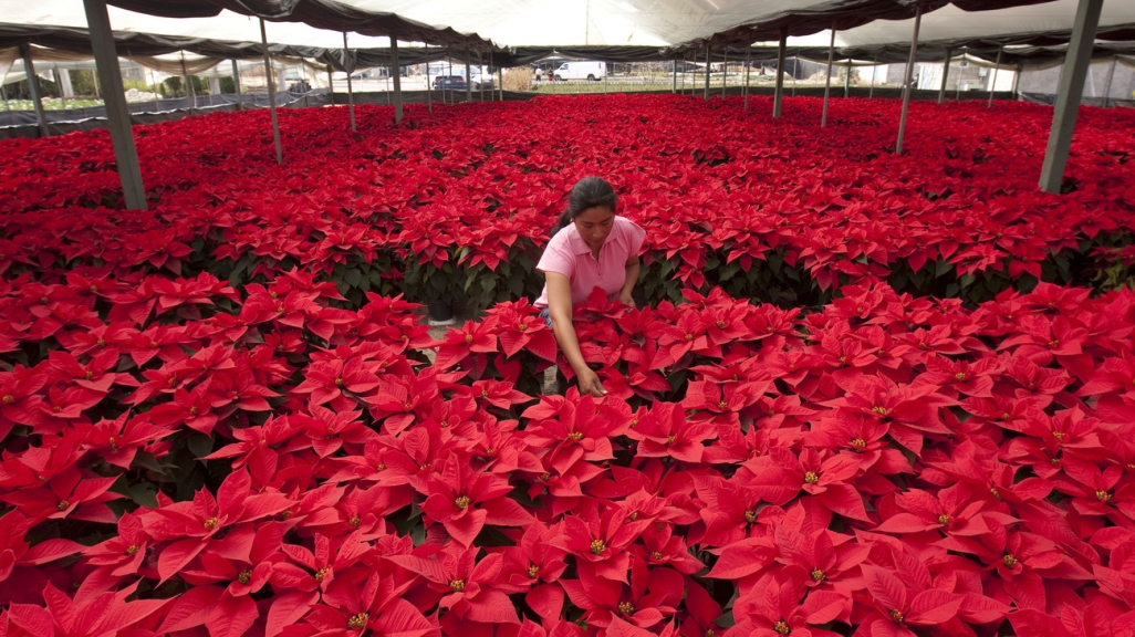 A worker among poinsettia flowers in a Mexico City greenhouse. (AP)