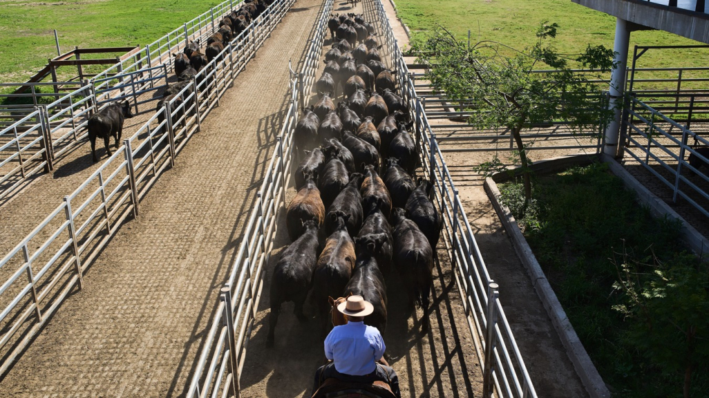 Cattle ranchers in Argentina. (AP)