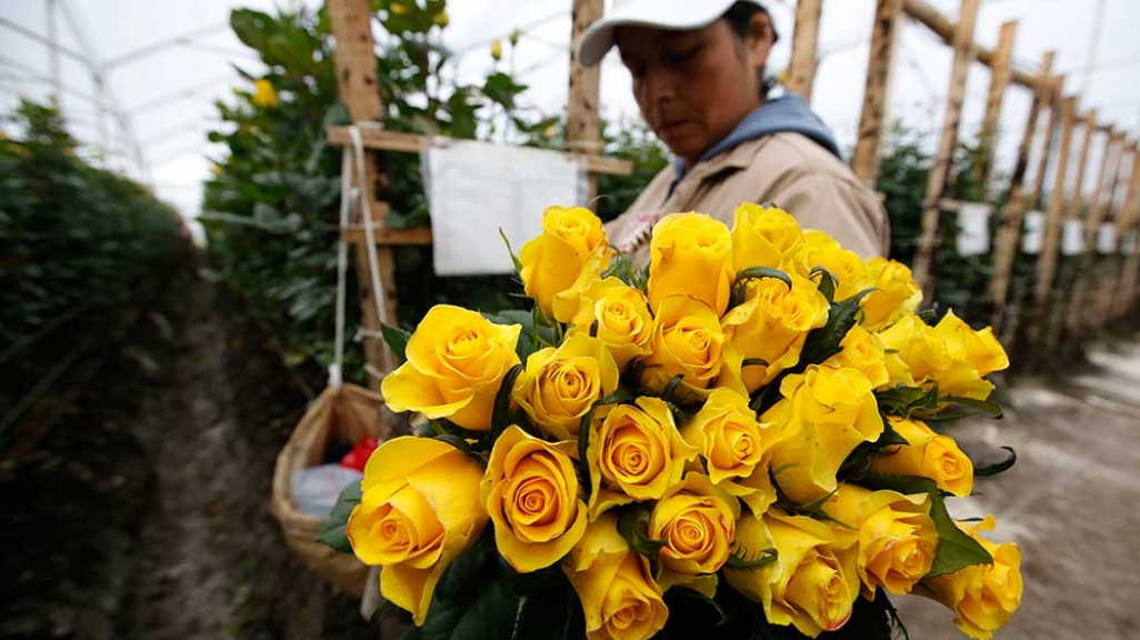 Colombian flowers