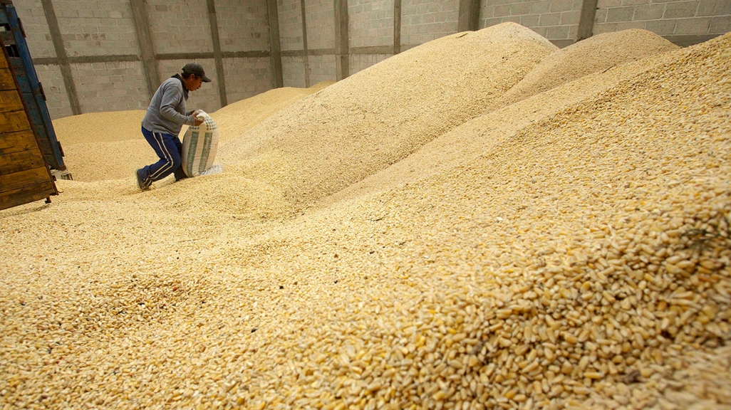 Corn kernels in Mexico. (AP)