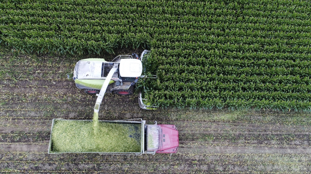 Corn harvesting in Massachusetts. (AP)