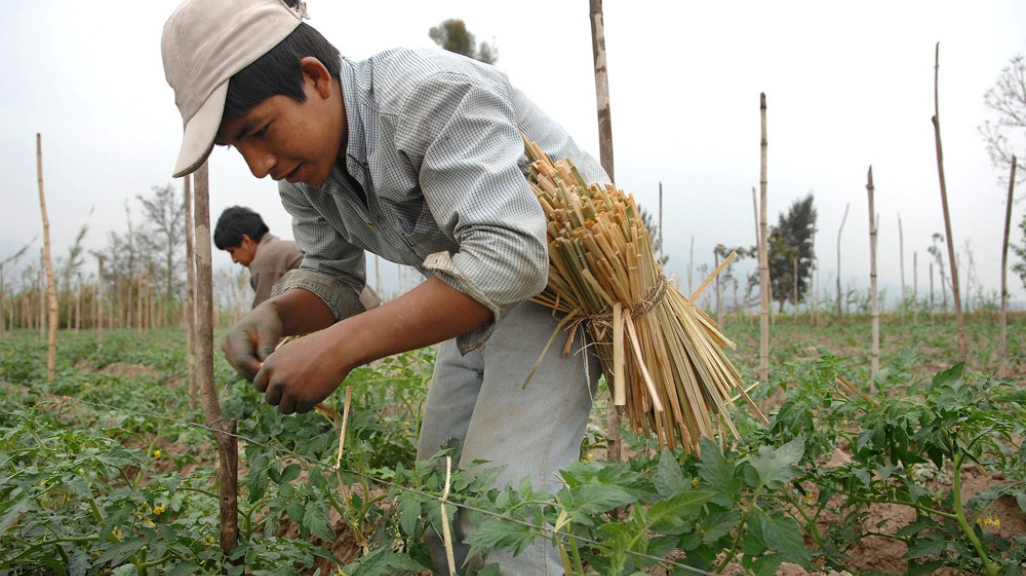 Agricultural worker in Argentina