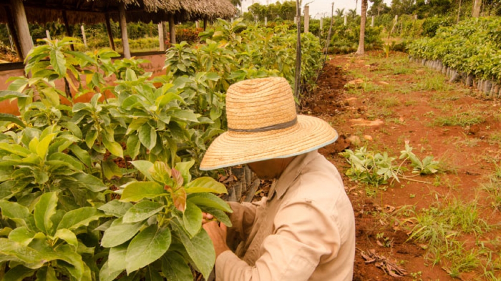 Cuba farmer