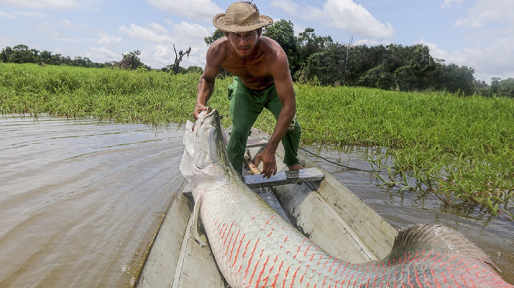 A fisherman hauls a giant pirarucu fish from a river in the Amazon.