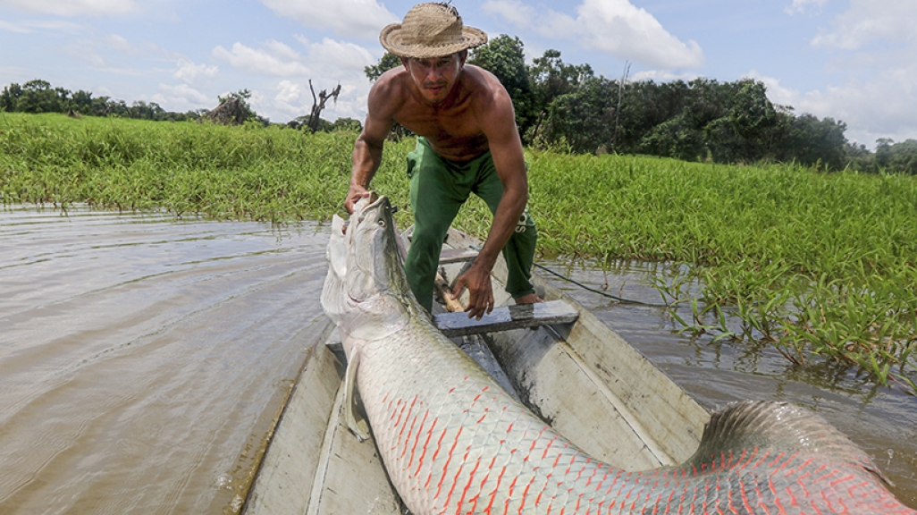 What An Ugly But Delicious 450 Pound Fish Tells Us About Sustainable Development In The Amazon As Coa What An Ugly But Delicious 450 Pound Fish Tells Us About Sustainable Development In The Amazon As Coa