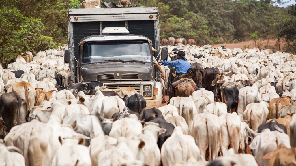 A truck drives through a herd of cattle in a rural area.