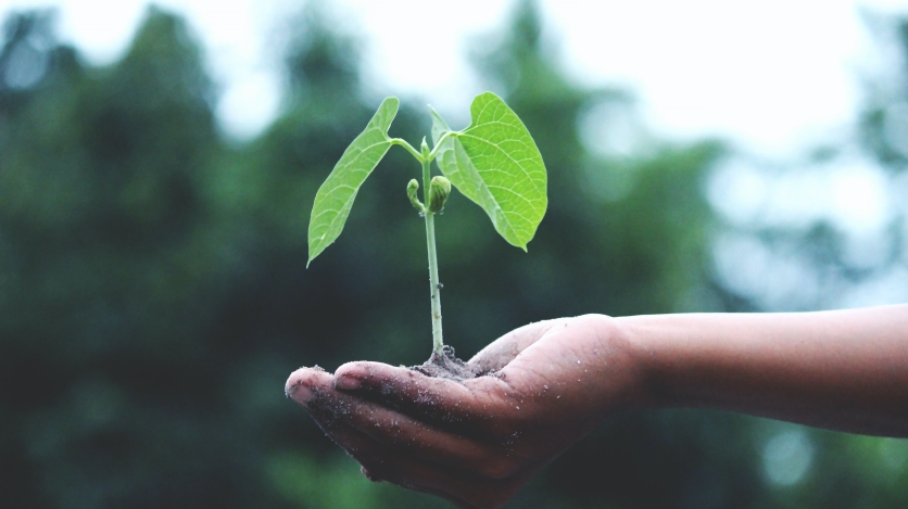 BRAVO Dialogues: The Road to One Trillion Trees - Vimarsana News