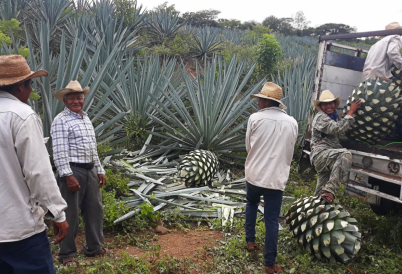 San Bartolo Mezcal Artesanal