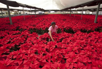A worker among poinsettia flowers in a Mexico City greenhouse. (AP)