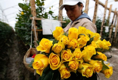 Colombian flowers