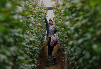 A worker on a flower farm in Ecuador. (AP)