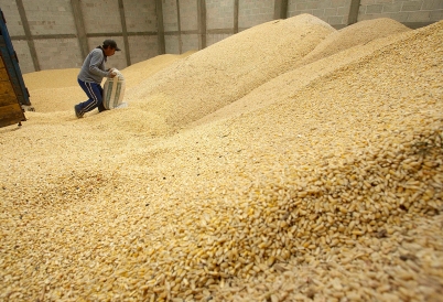 Corn kernels in Mexico. (AP)