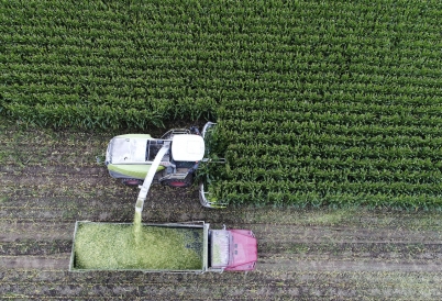 Corn harvesting in Massachusetts. (AP)