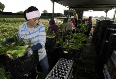 Immigrant Workers in a U.S. Agriculture Field