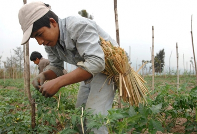 Argentina farmer