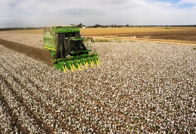 Cotton field