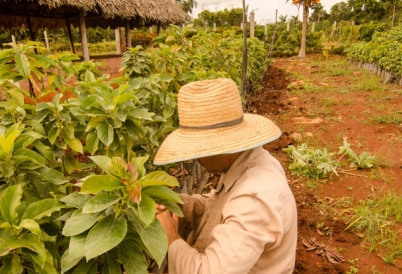 Cuba farmer