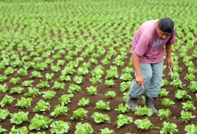 Farm in Guatemala