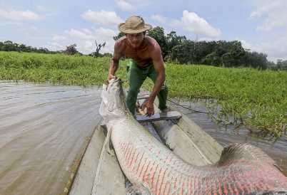 A fisherman hauls a giant pirarucu fish from a river in the Amazon.