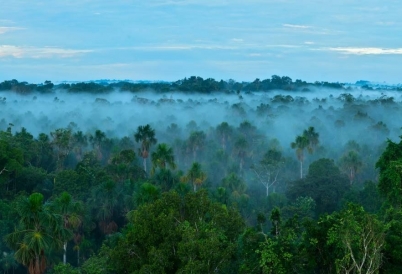 Amazon Rainforest (Image: The World Bank)