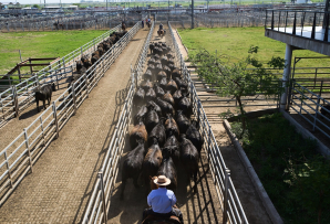Cattle ranchers in Argentina. (AP)