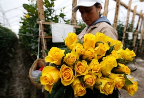 Colombian flowers