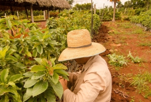Cuba farmer