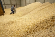 Corn kernels in Mexico. (AP)