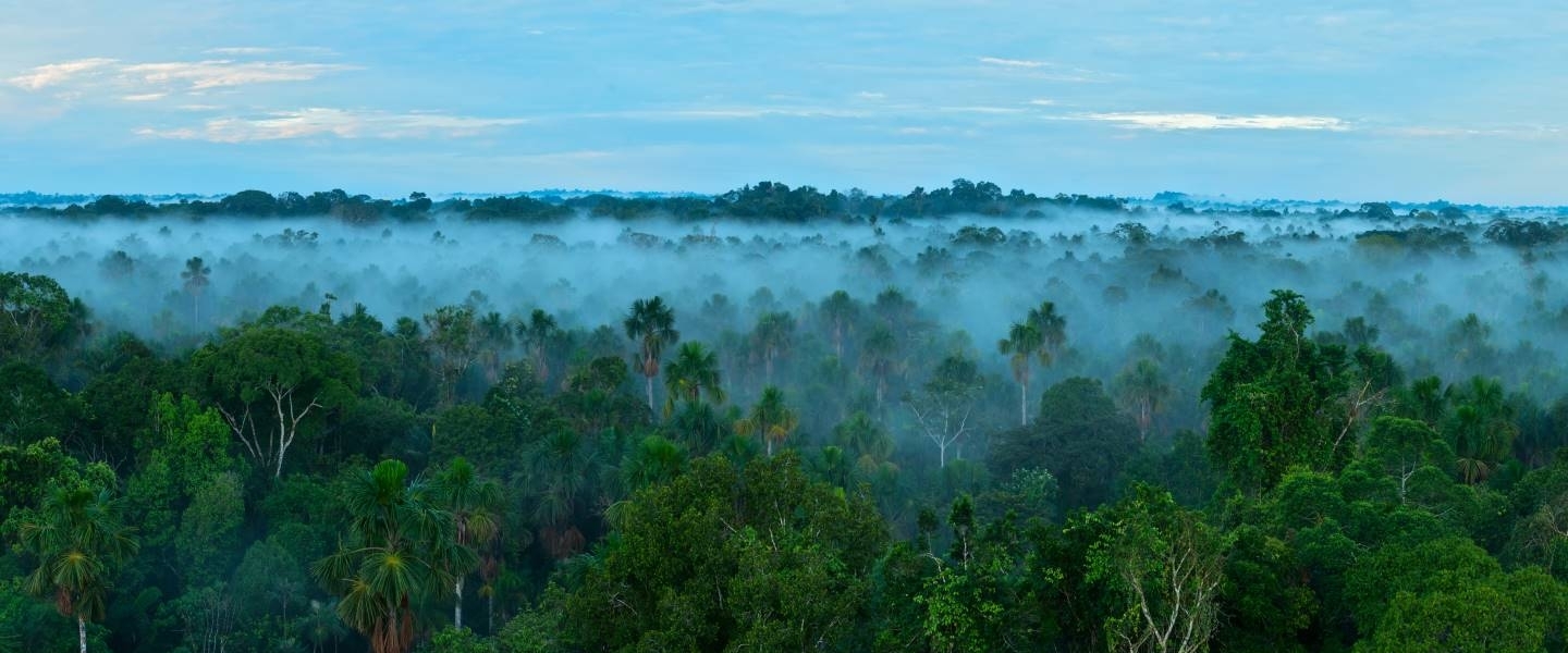 Amazon Rainforest (Image: The World Bank)